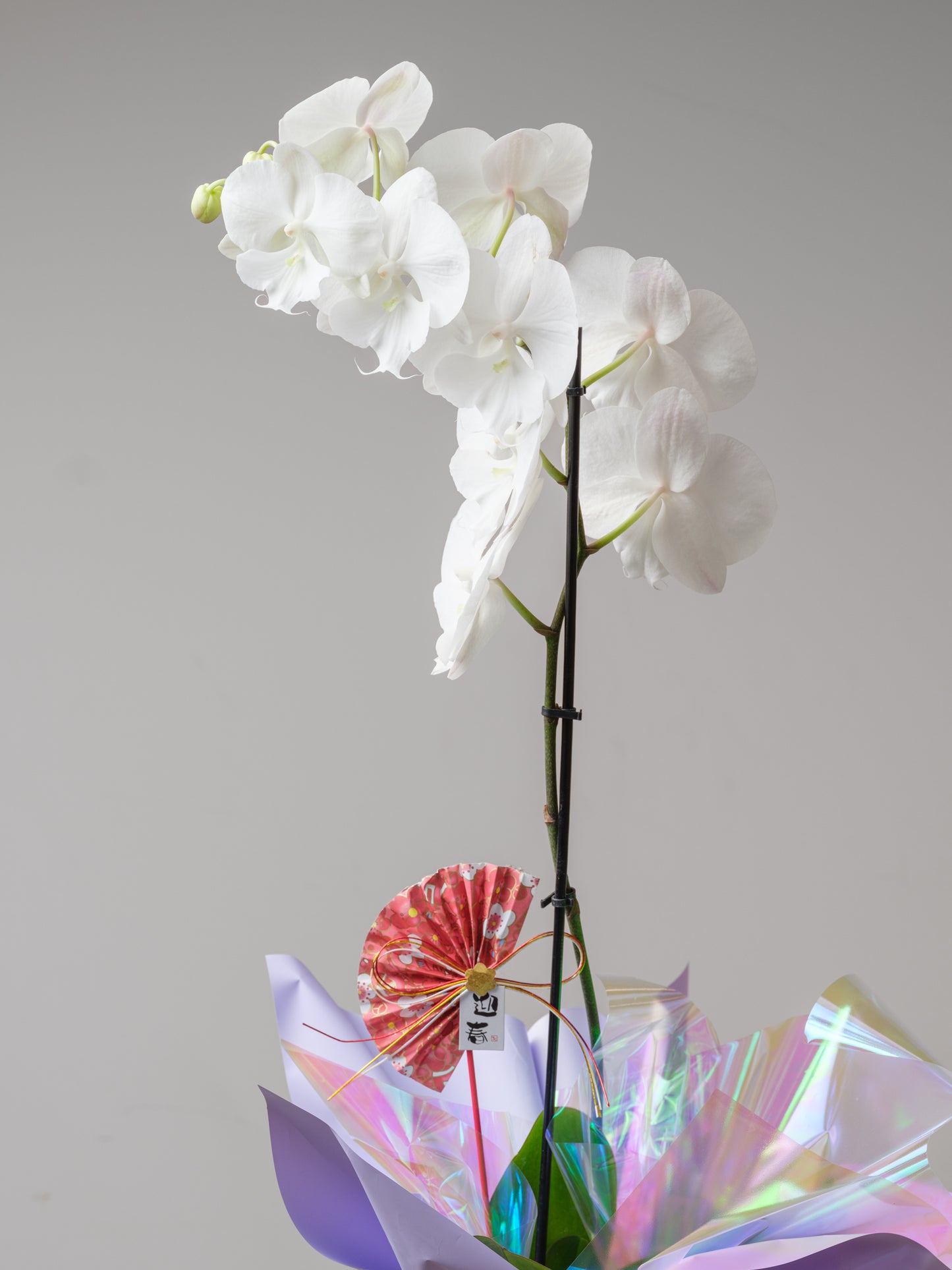 Orchid Whisper