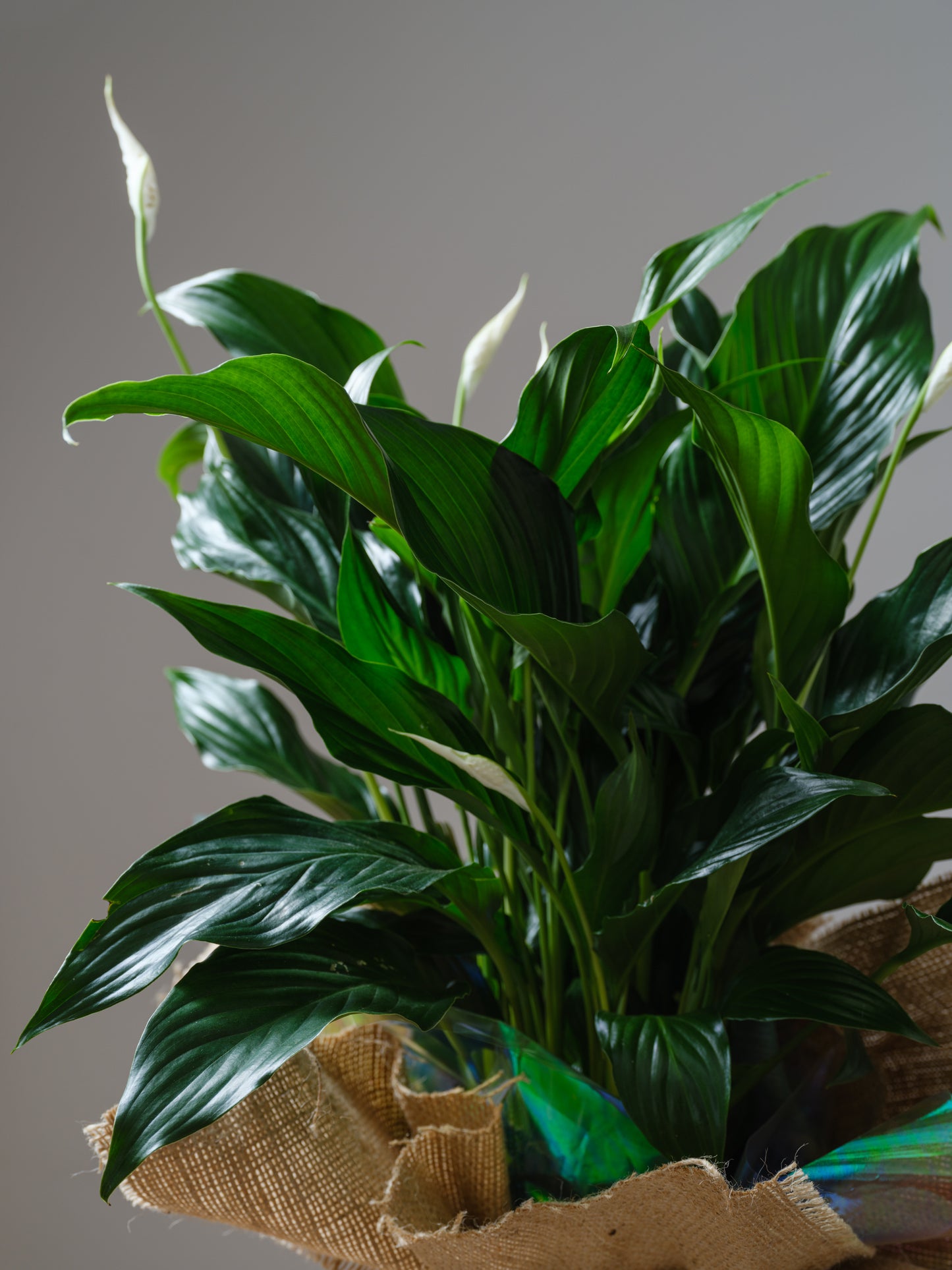 Peace Lily
