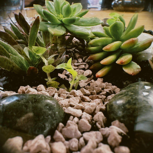 Terrarium Workshop