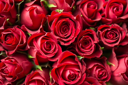 How to Care for Your Roses at Home?
