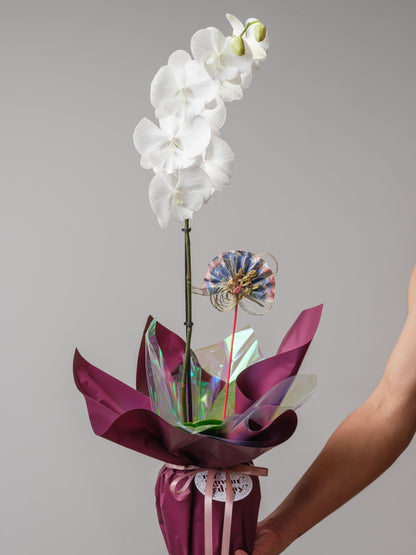 Orchid Reverie