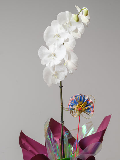 Orchid Reverie