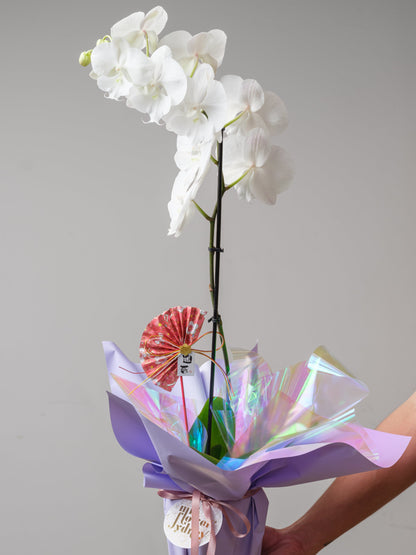 Orchid Reverie
