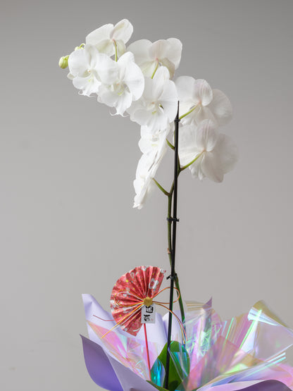 Orchid Reverie