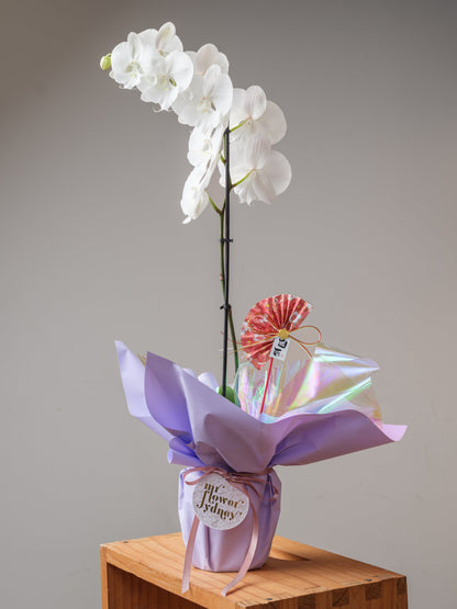 Orchid Reverie