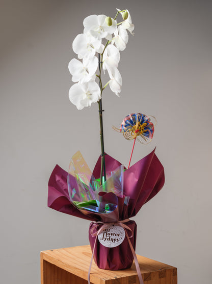 Orchid Reverie