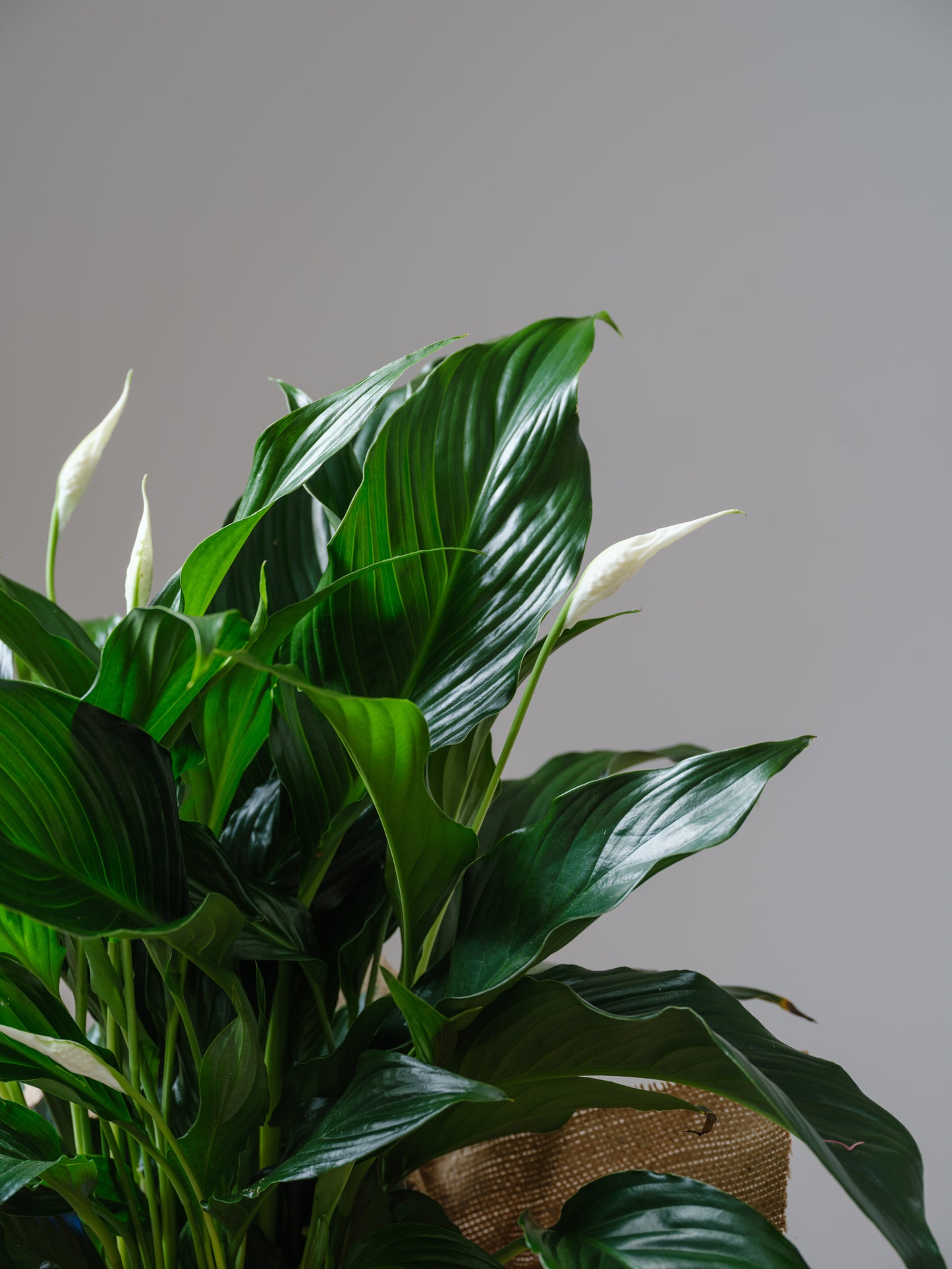 Peace Lily