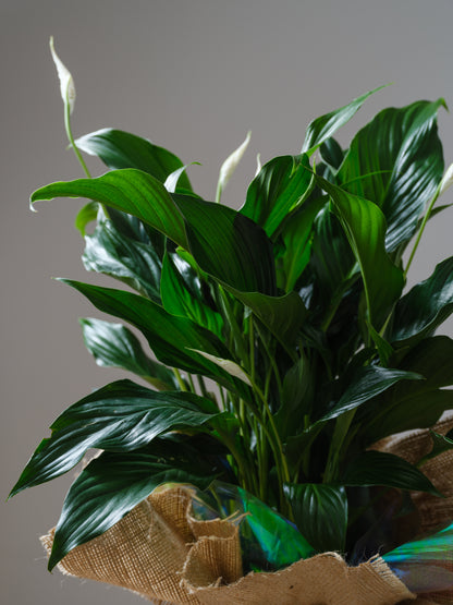 Peace Lily