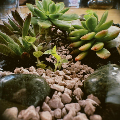 Terrarium